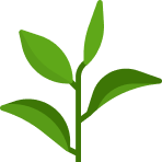 green-tea-1-1