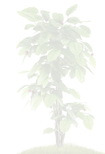 tree-1-1